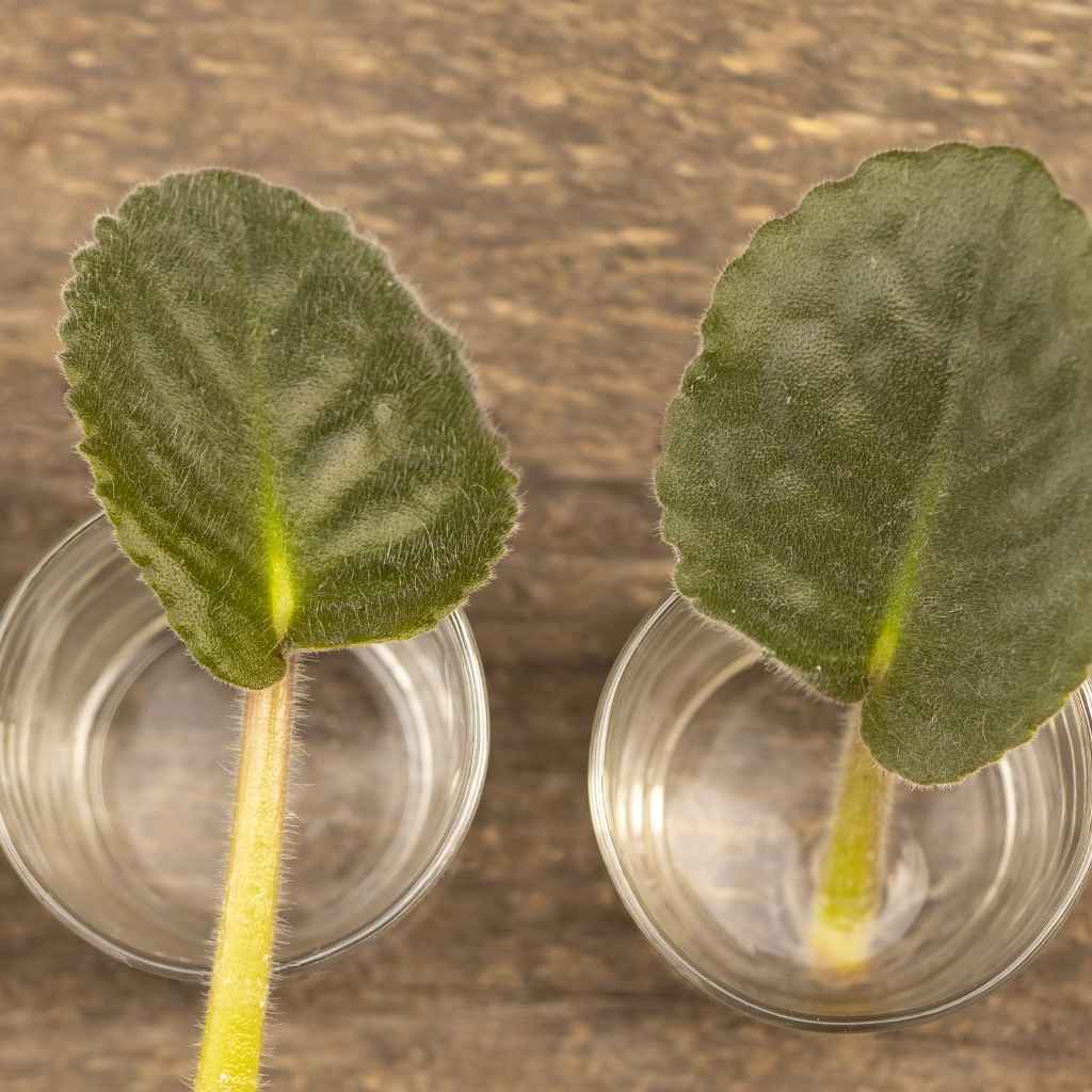 African violet leaves in water. African violet propagation Concept