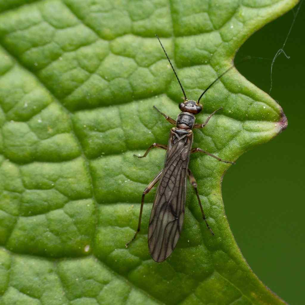 Closeup shot of a Thrips on a green leaf