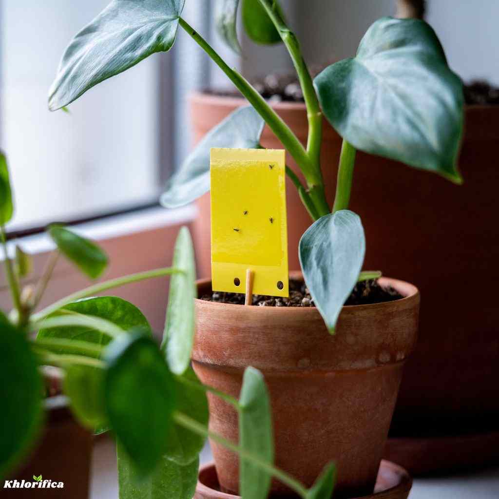 Fungus gnats stuck on yellow sticky trap closeup.