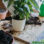 Healthy houseplants ready for repotting