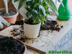 Healthy houseplants ready for repotting