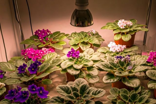 Indoor African violets under grow lights