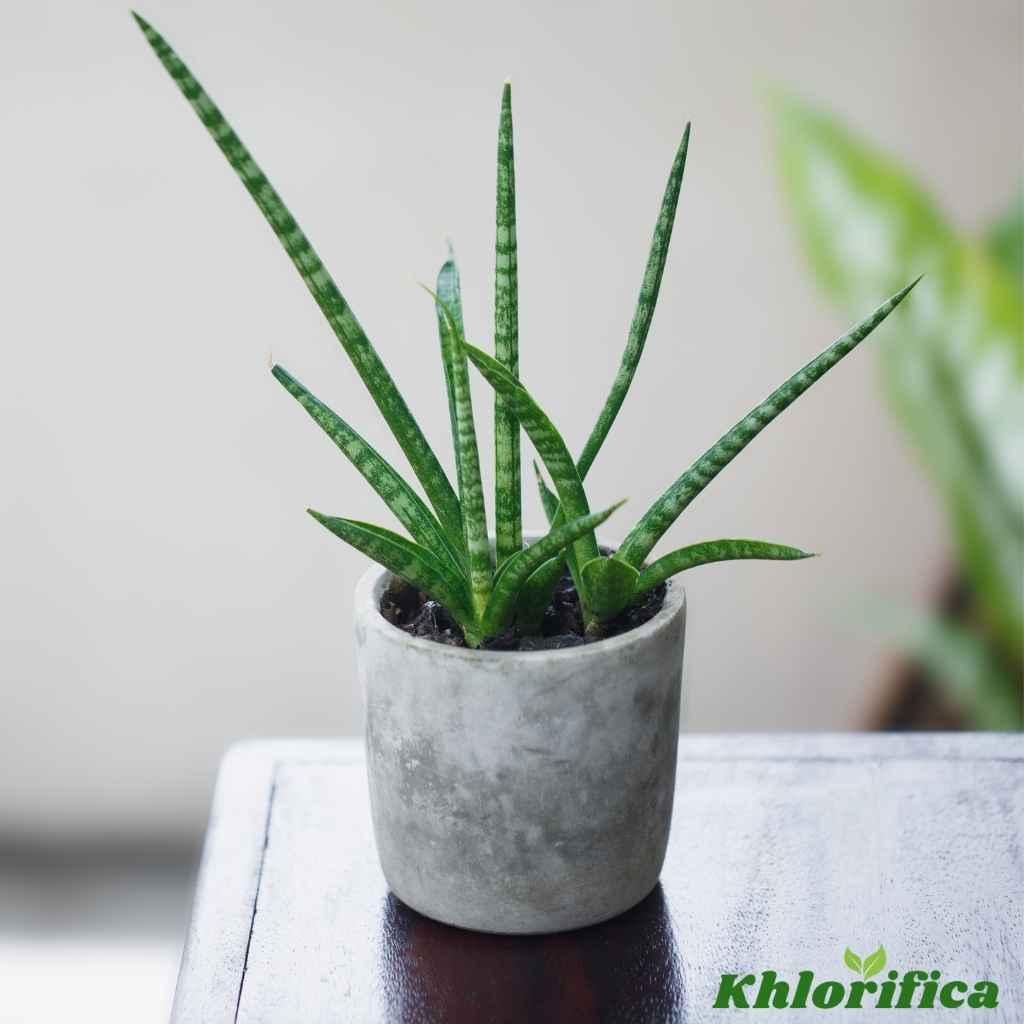 Low light snake plant variety also called Sansevieria Cylindrica 'Boncel'