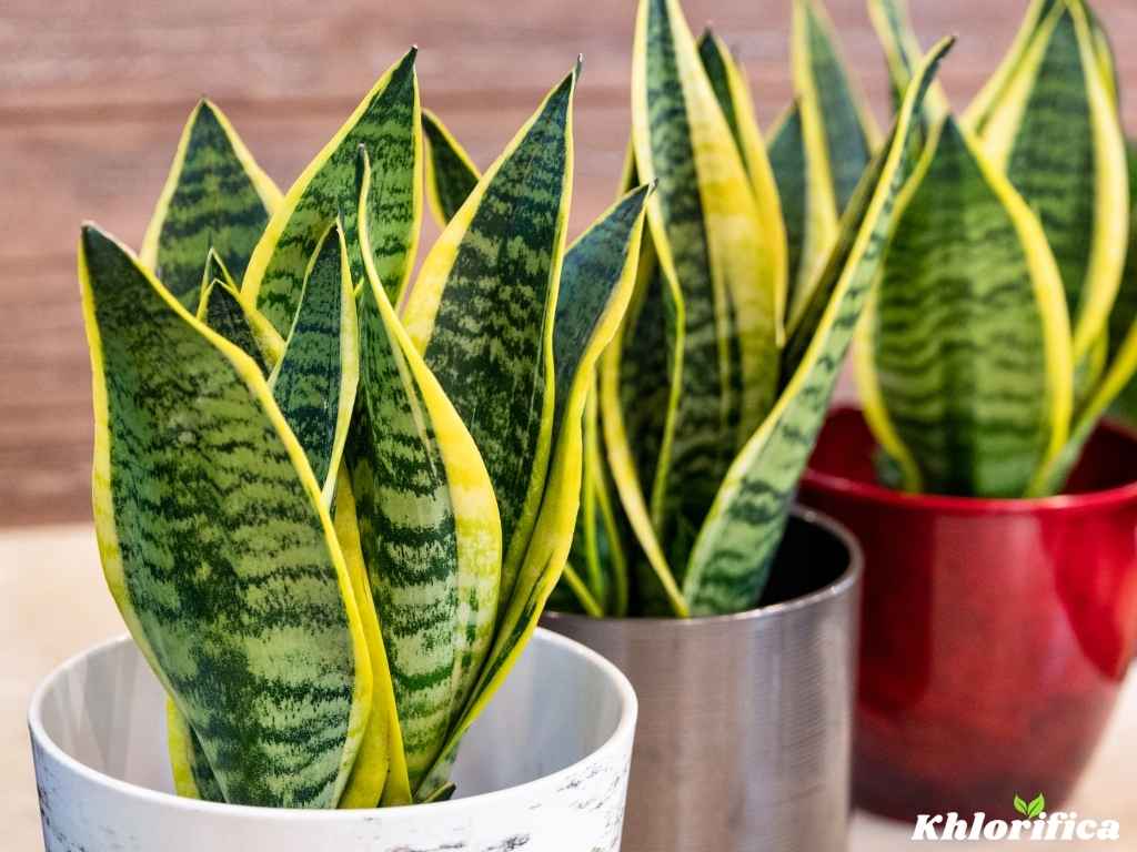 Sansevieria trifasciata Laurentii - Variegated Snake Plant in the pot close up