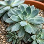 Succulent garden with mealybug infestation