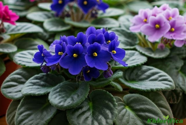 Vibrant indoor garden with African violets