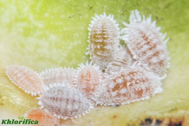 closeup of mealybugs on succulent leaves