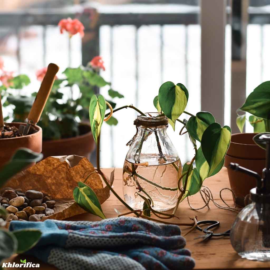 gardening supplies ready for pothos plant propagation