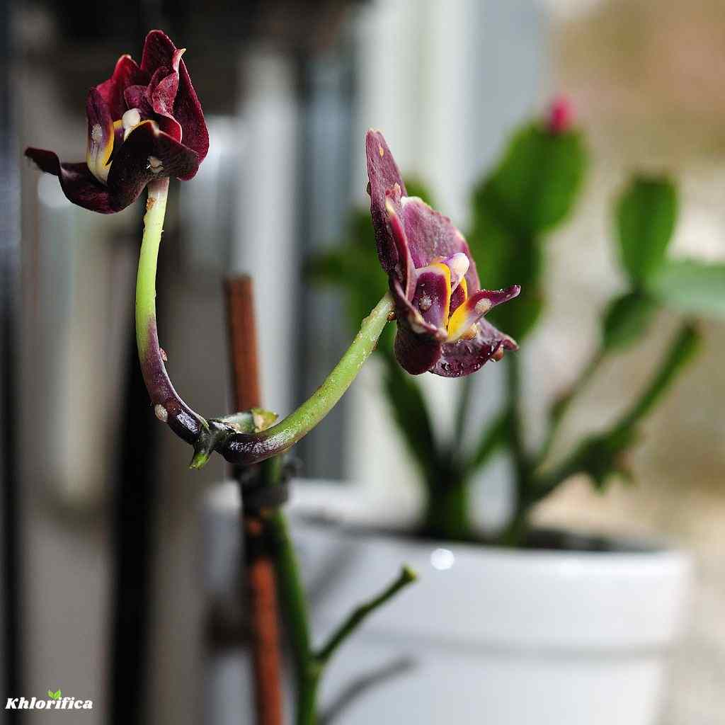 scale insects on orchid plant