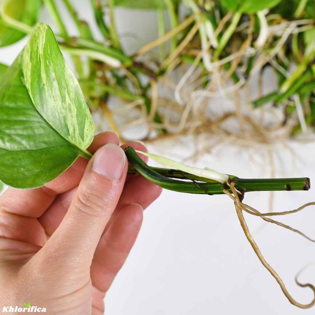 single marble queen pothos houseplant cutting with long bare roots