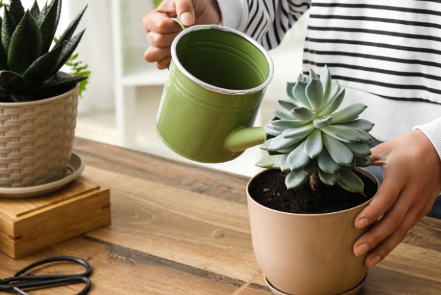 watering of a succulent houseplant