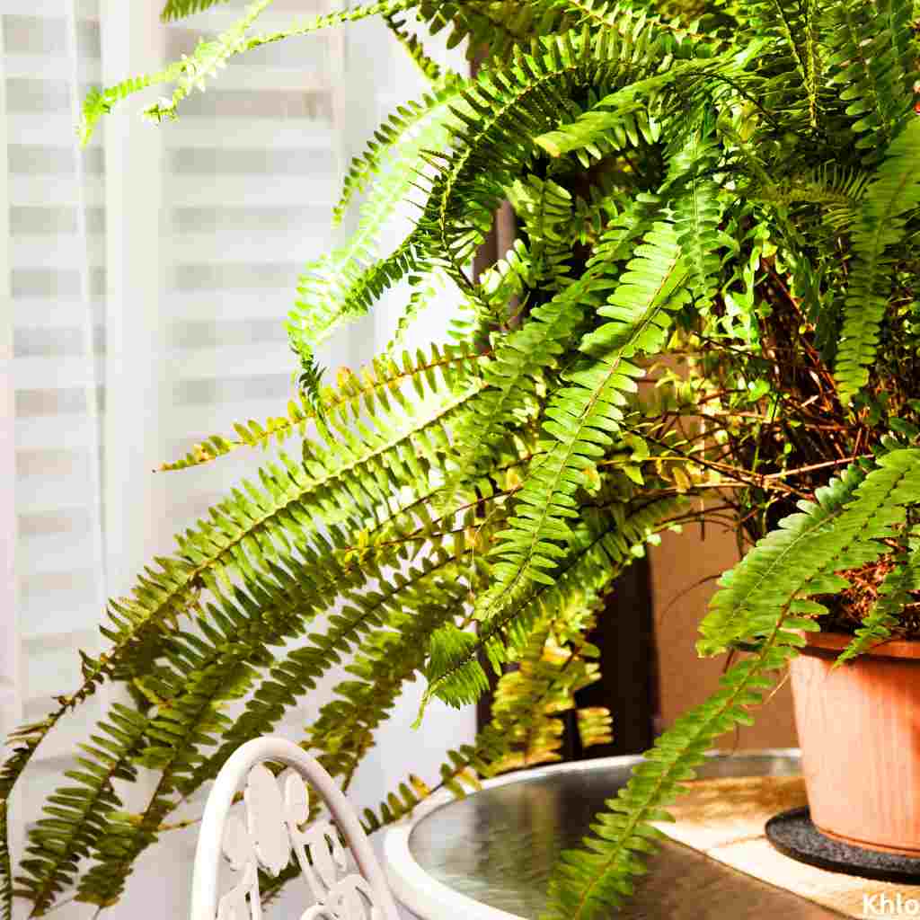 Boston fern sitting near window