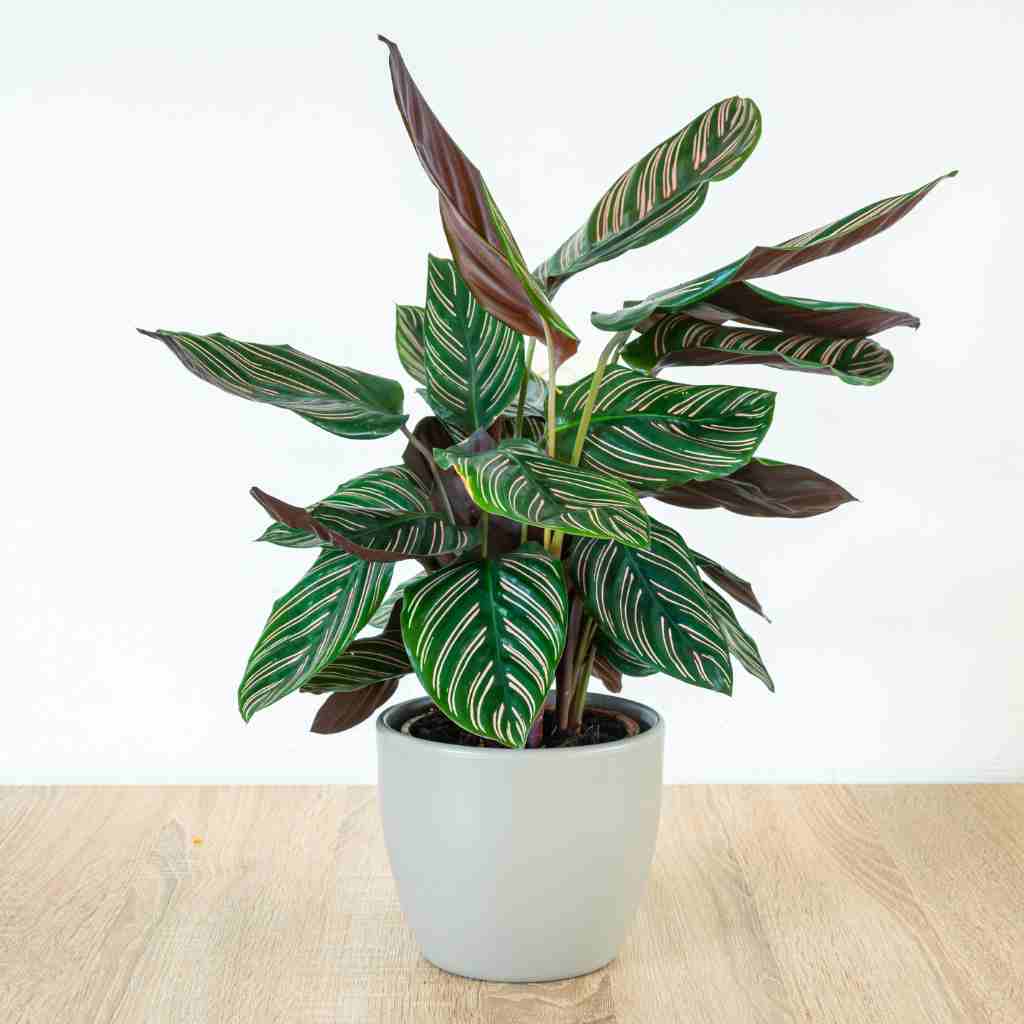 Calathea, also known as prayer plant