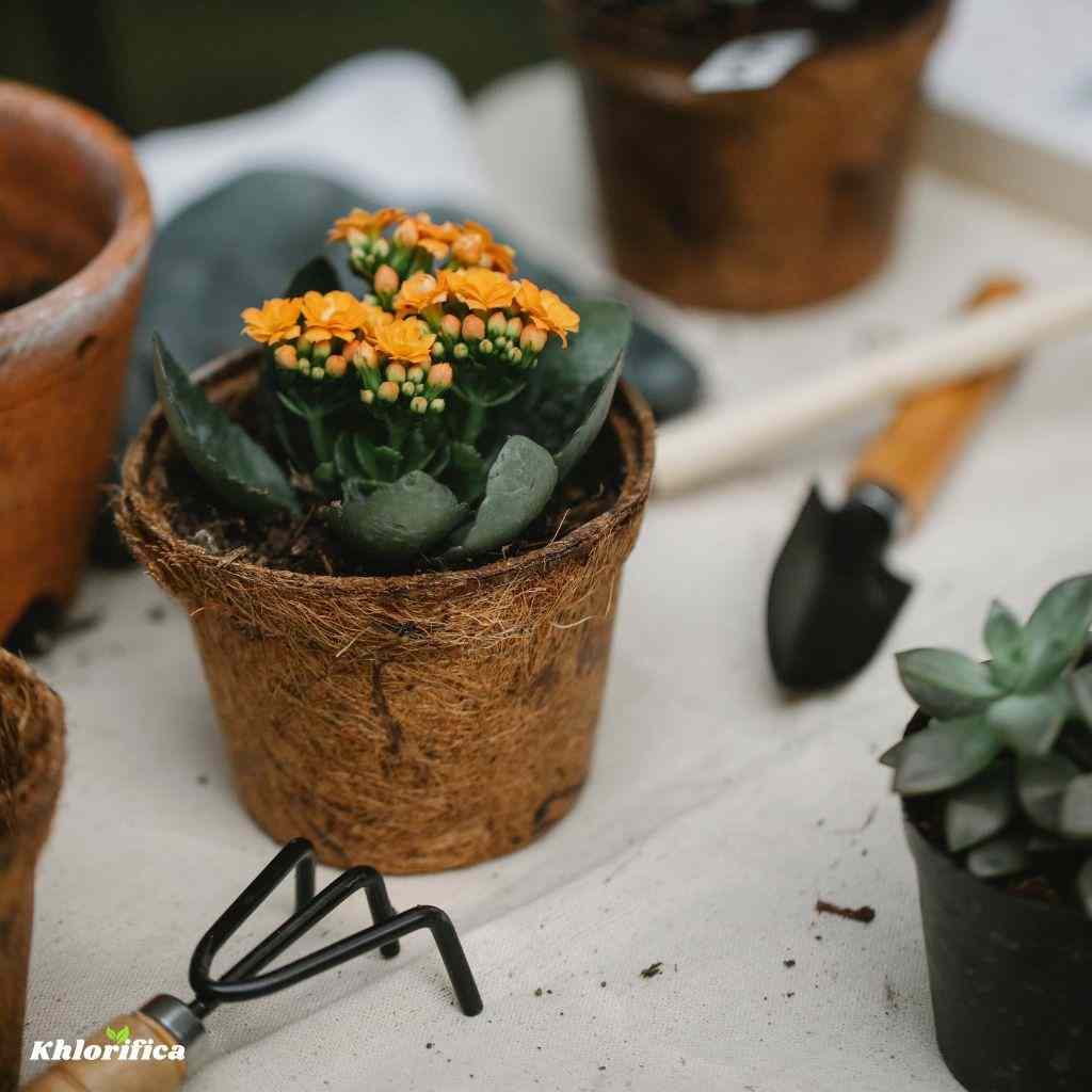 Potted flowered succulents with gardening instruments in garden