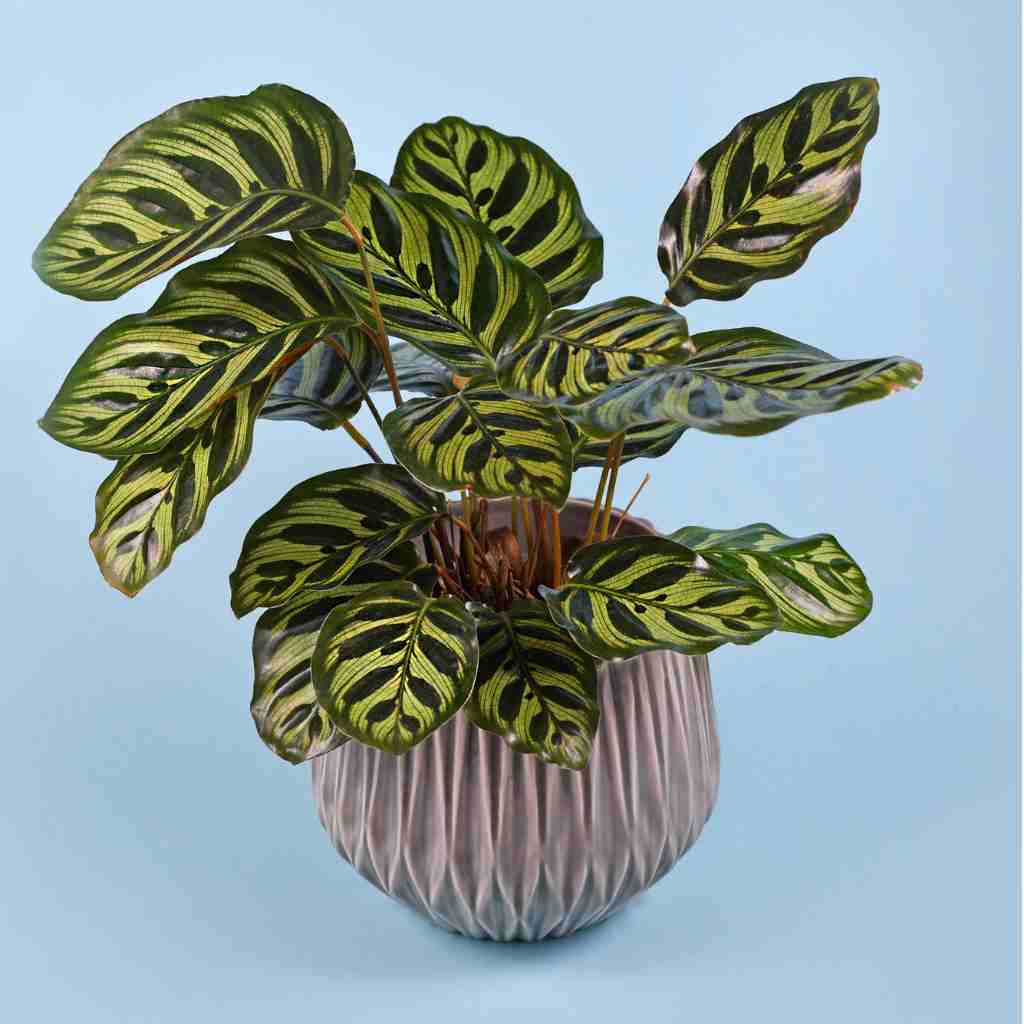 Tropical 'Calathea Makoyana' Prayer Plant houseplant with beautiful exotic pattern