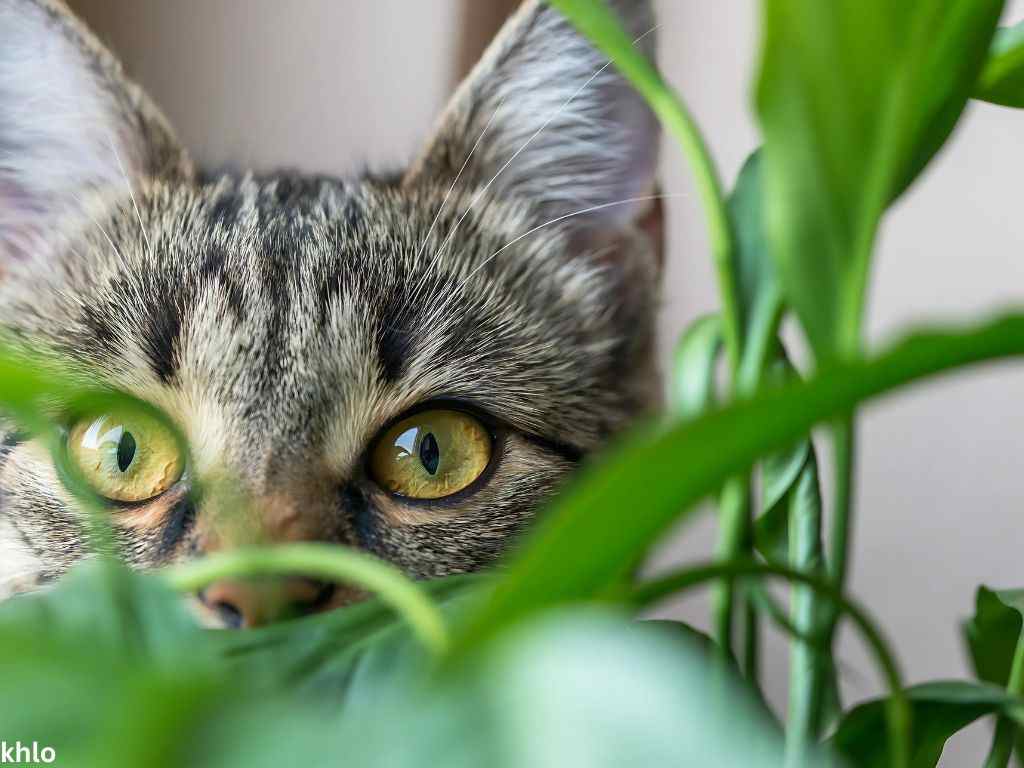 ZZ plant toxicity. a picture of a curious cat near a plant