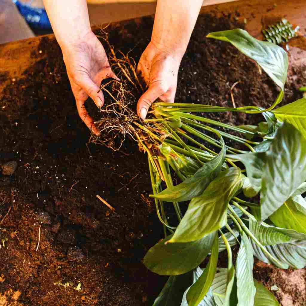 a botanist inspecting a houseplant 