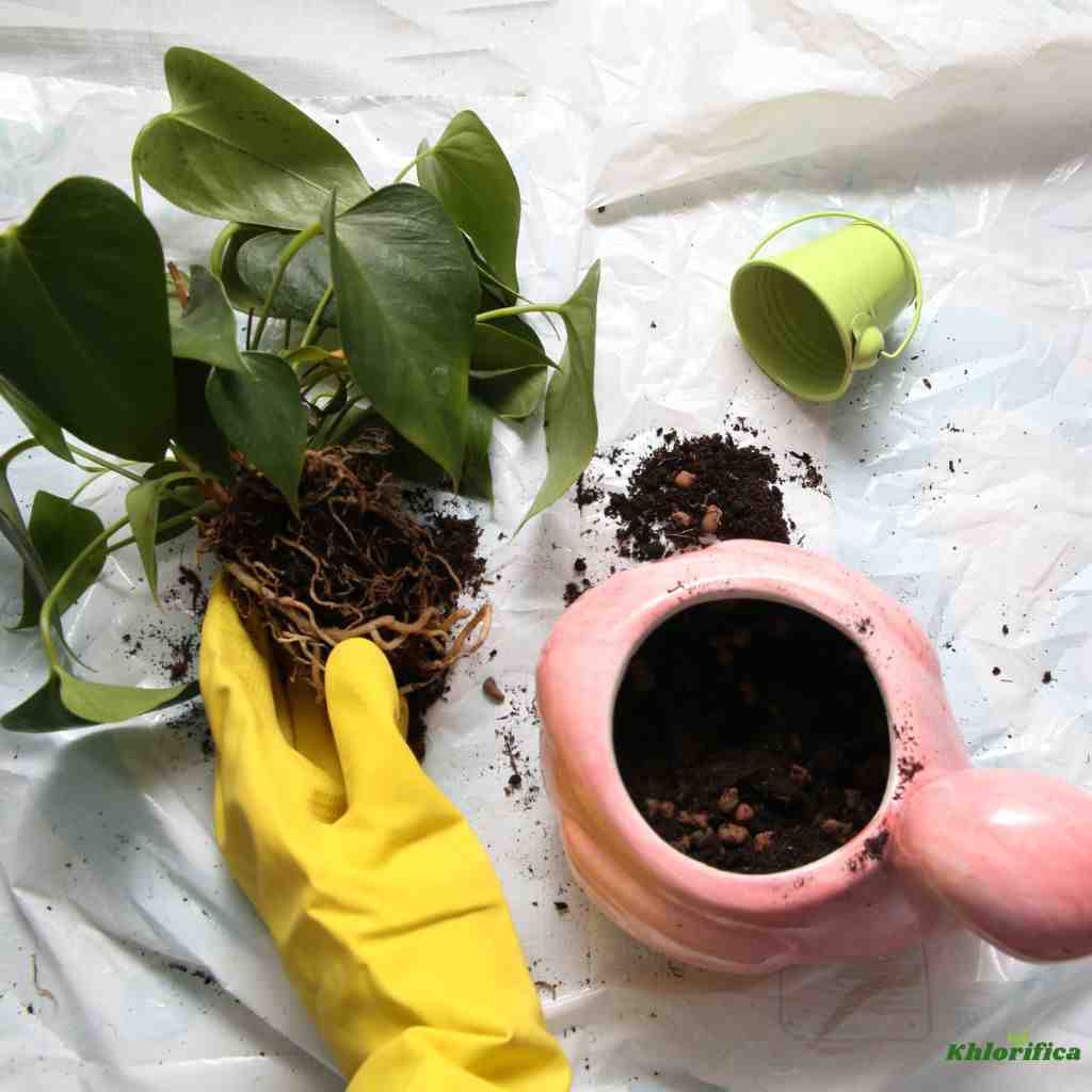 a botanist looking at potential root rot in anthurium plant