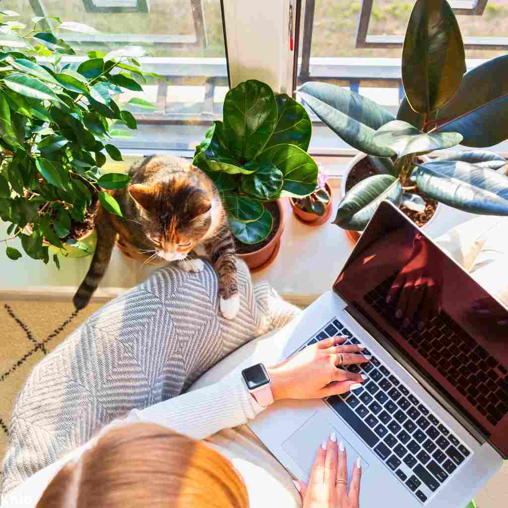 a cat sitting next to some pet-friendly houseplants. Next, is a person using a laptop