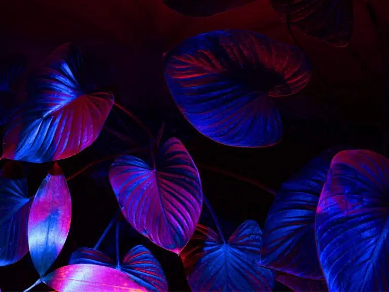 a low light houseplant on a dark room