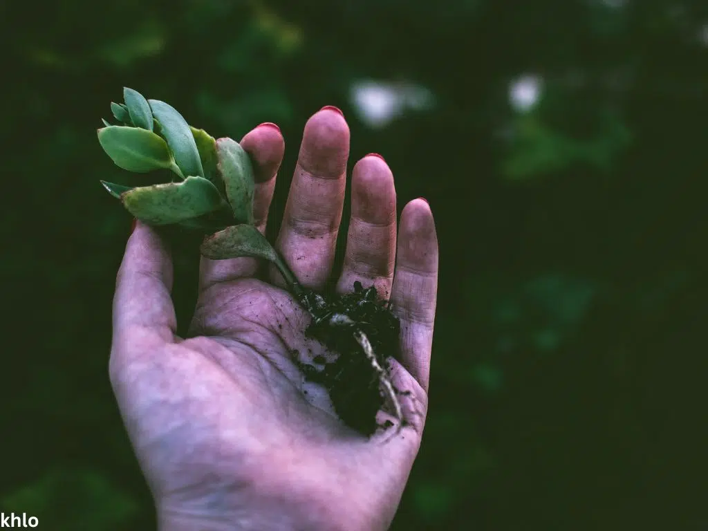 a person holding a succulent plant with exposed roots