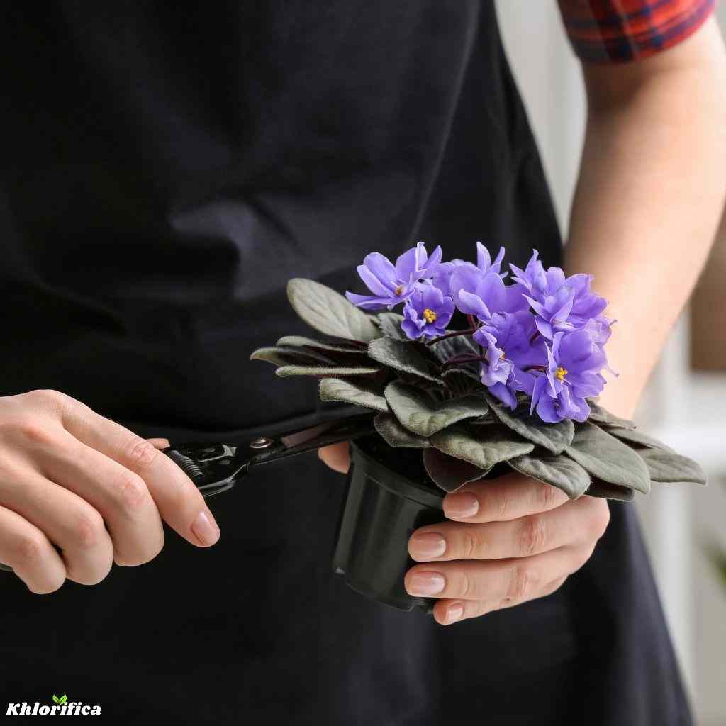 a person pruning a flowered succulent plant