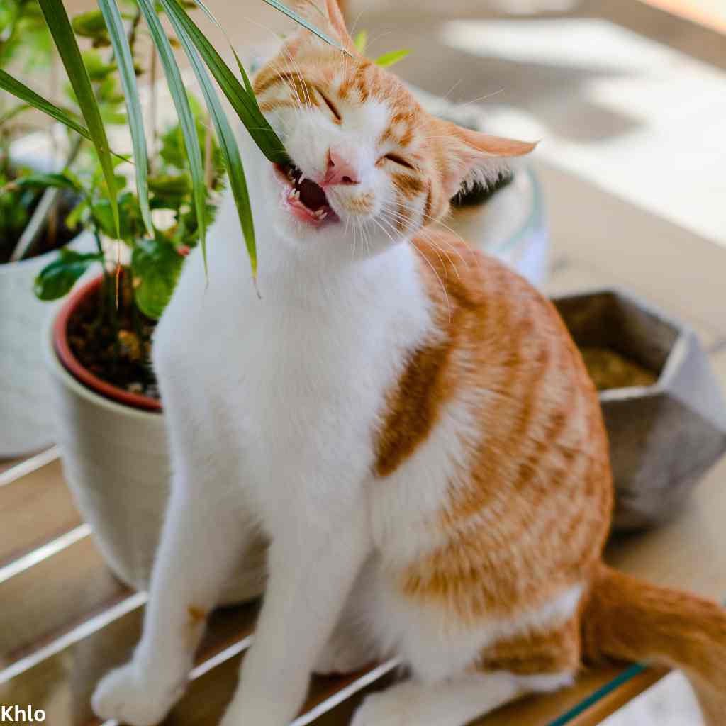 a pet cat biting on a plant leaf