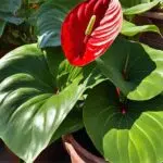 an anthurium plant basking in the sun