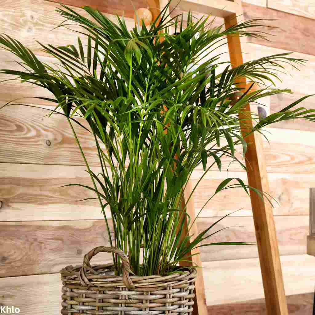 areca palm houseplant