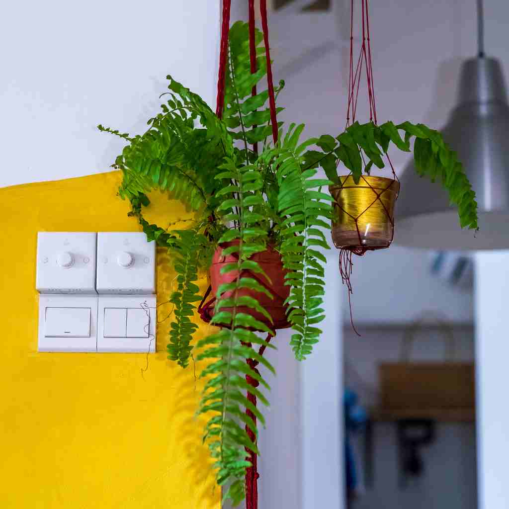 Boston fern plant hanging indoors