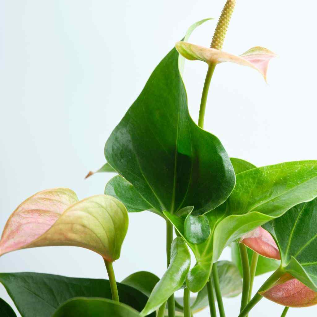 brownish leaf of an anthurium plant