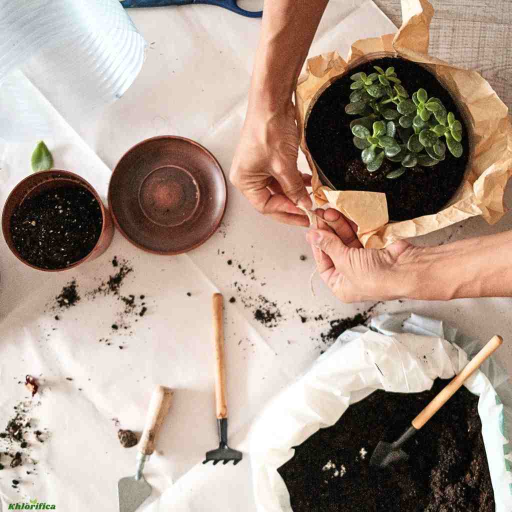 houseplants repotting process