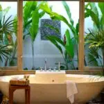 low-light plants for bathrooms display