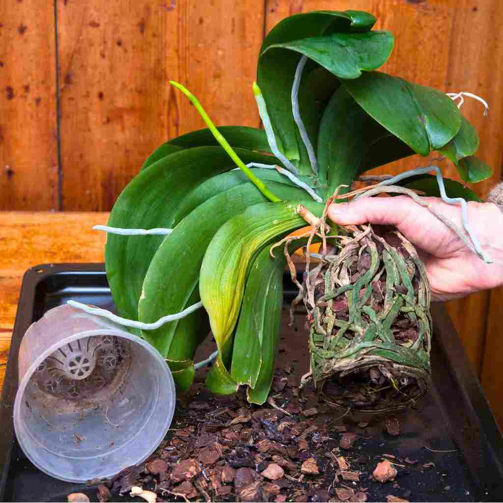 moth orchid with dry and rotten roots