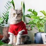 portraits ginger cat wearing red t-shirt near air purifying houseplants like monstera, snake plant, rubber plant, cactus in white room interior