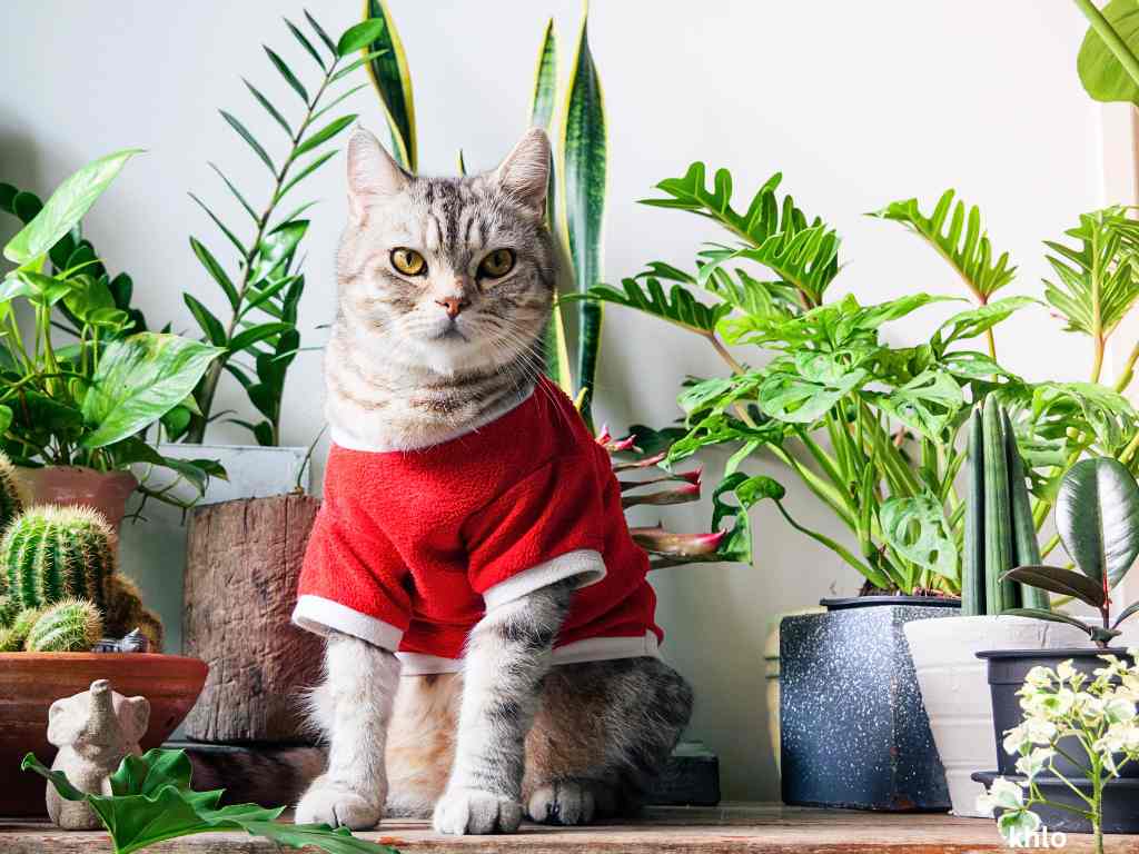 portraits ginger cat wearing red t-shirt near air purifying houseplants like monstera, snake plant, rubber plant, cactus in white room interior