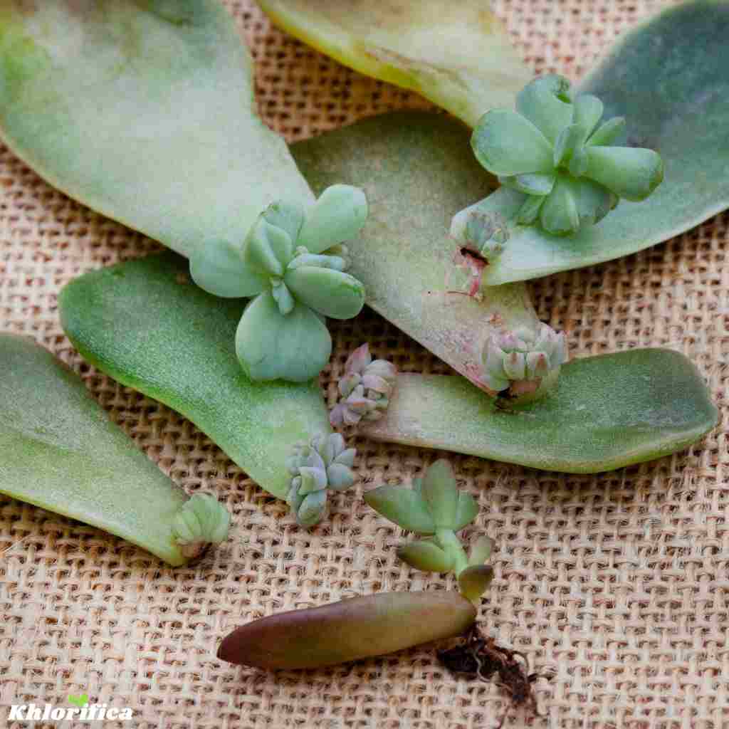 propagating succulent plants from single leaves