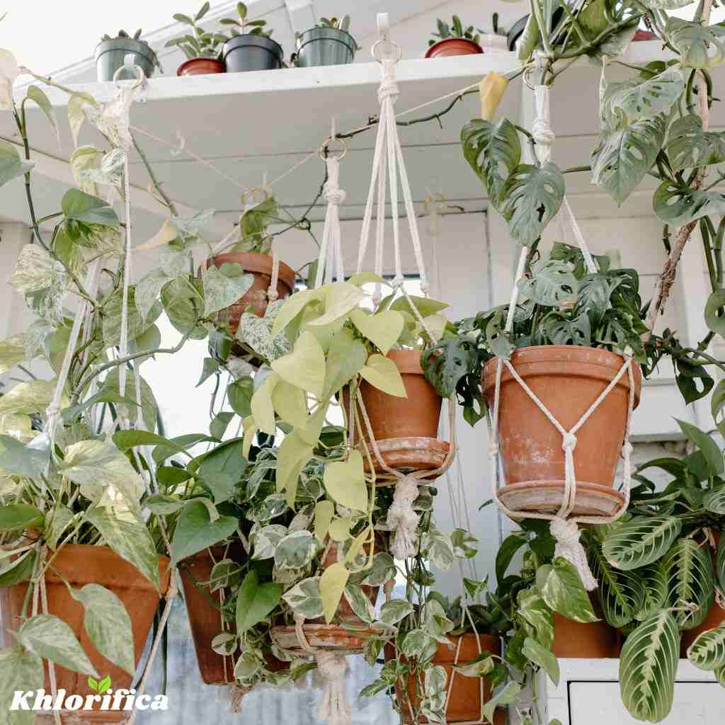 repotted plants hanged inside a house garden