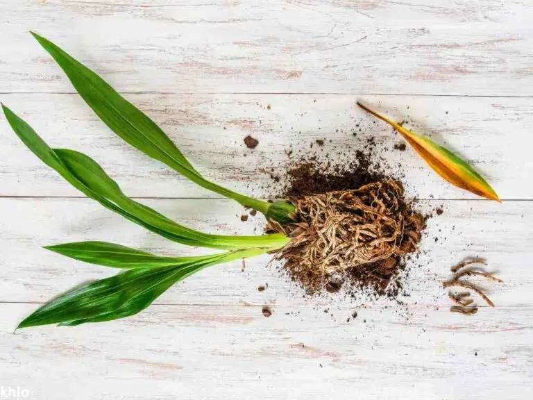 root rot showing in an orchid houseplant