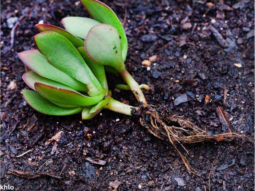 root rot showing on a succulent cutting