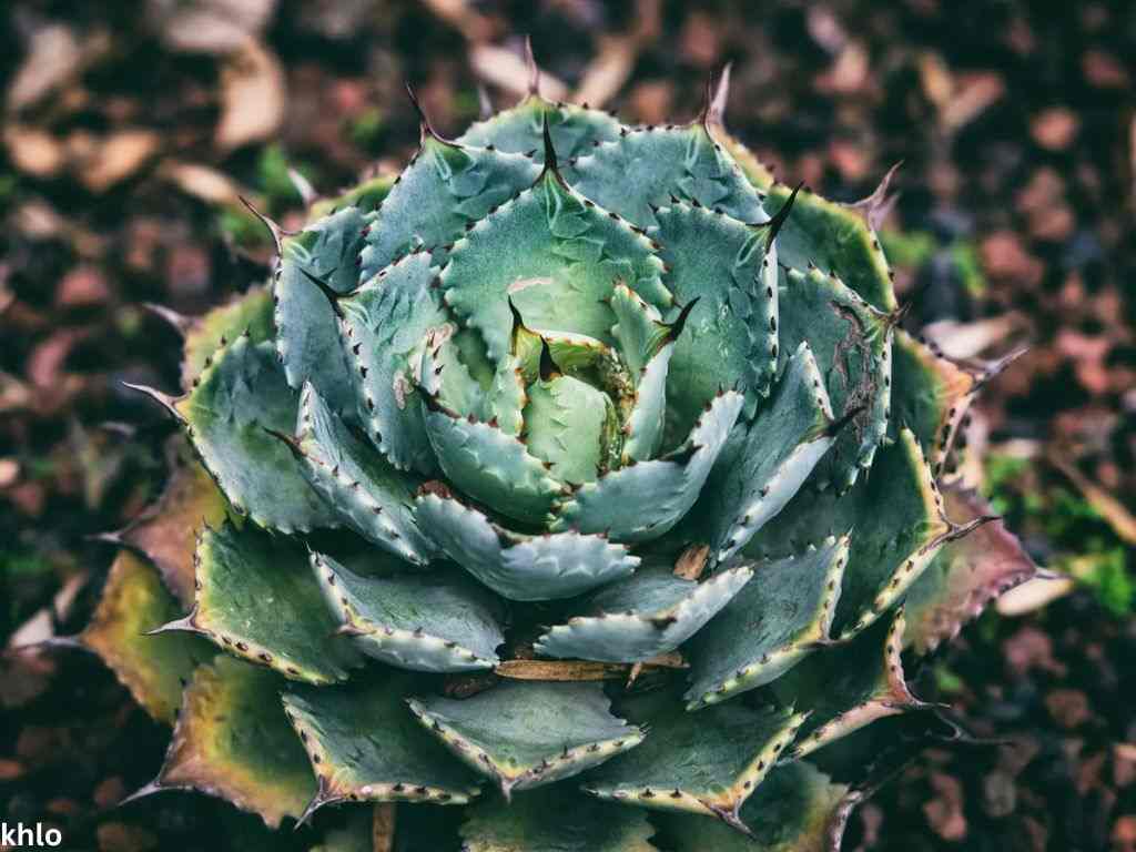 signs of succulents root rot showing on succulent leaves