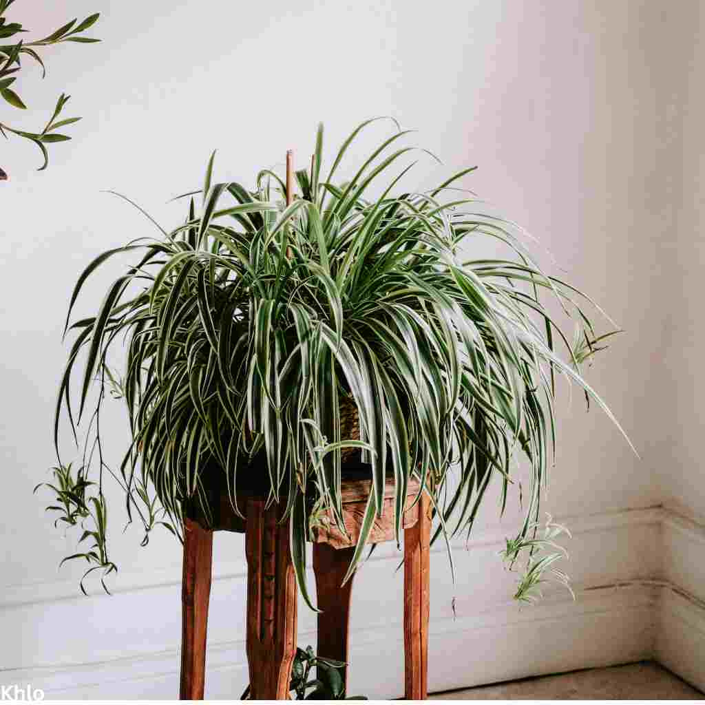 spider plant in a room