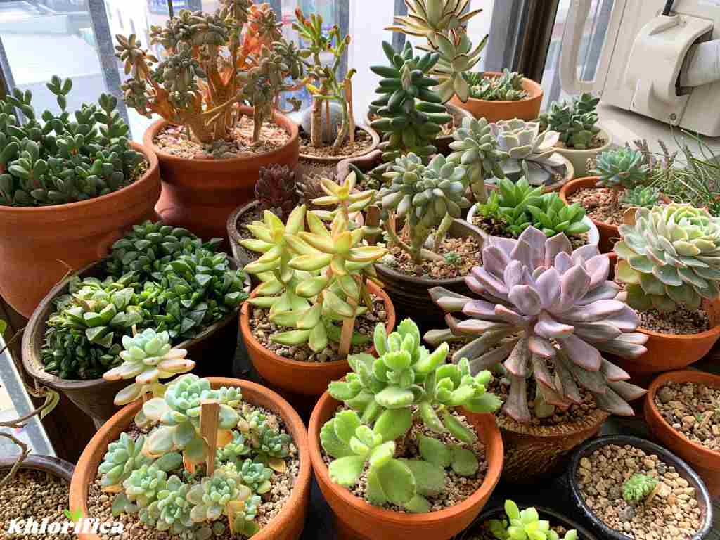 succulent plant pots in a small garden