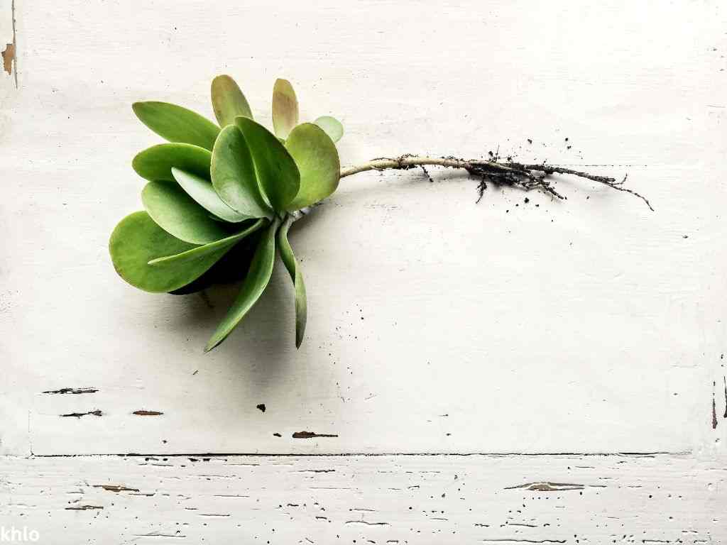 succulent plant showing its roots on a white background