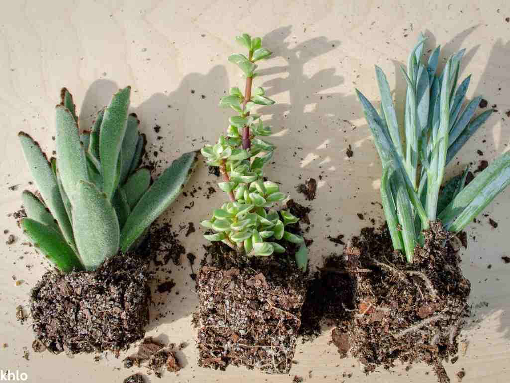 succulents out of containers while being transplanted