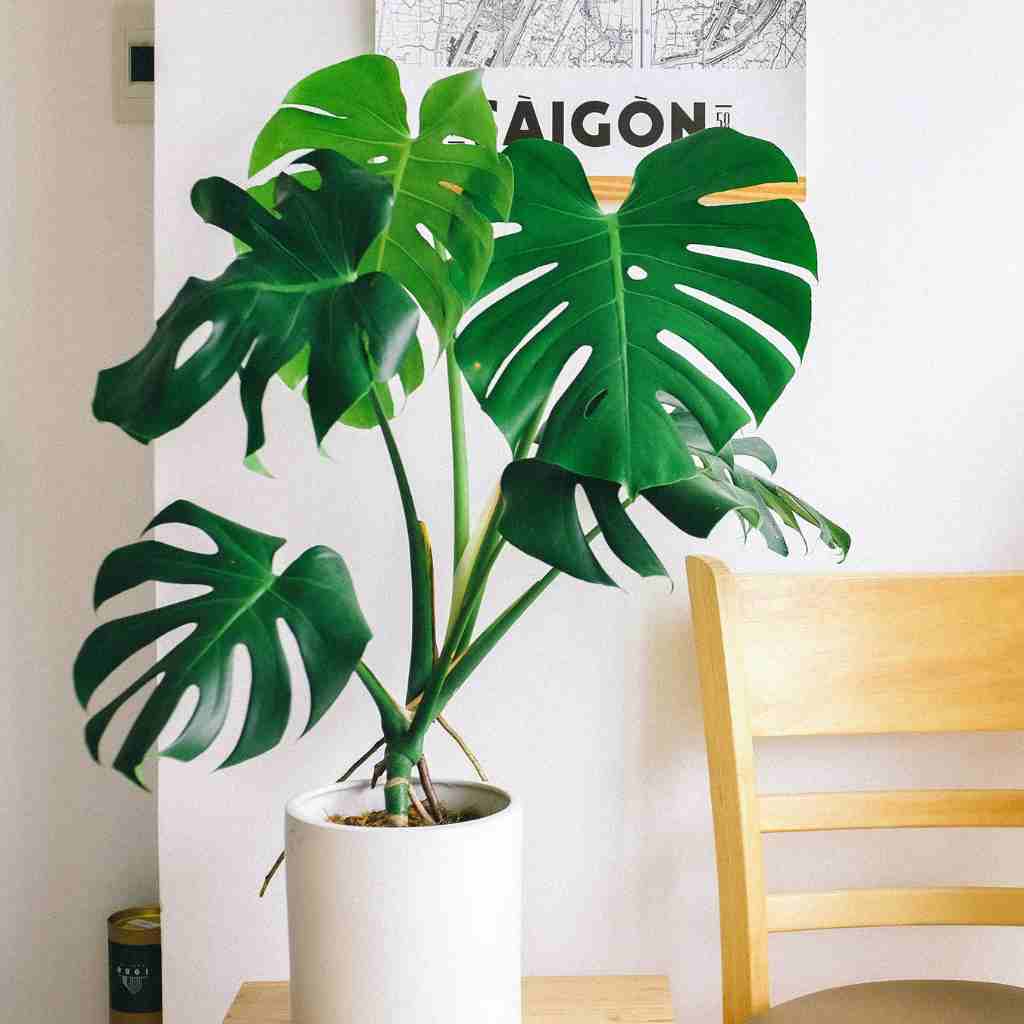 the Swiss cheese houseplant