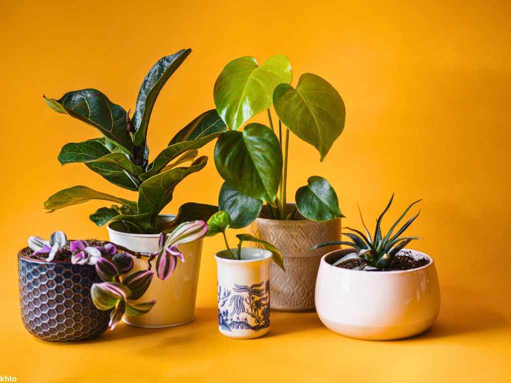 Close-Up Shot of Indoor Plants on a Yellow Surface