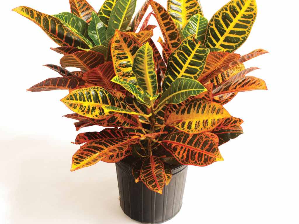 Croton petra houseplant in a potted container