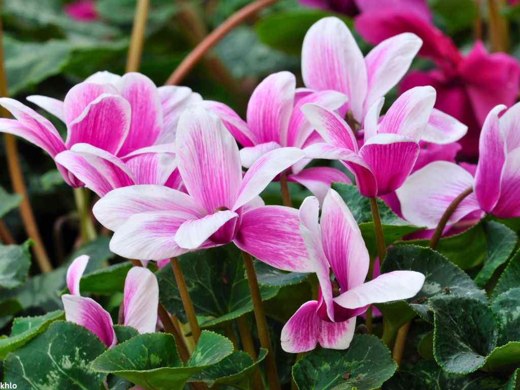 Cyclamen flowering indoor plant