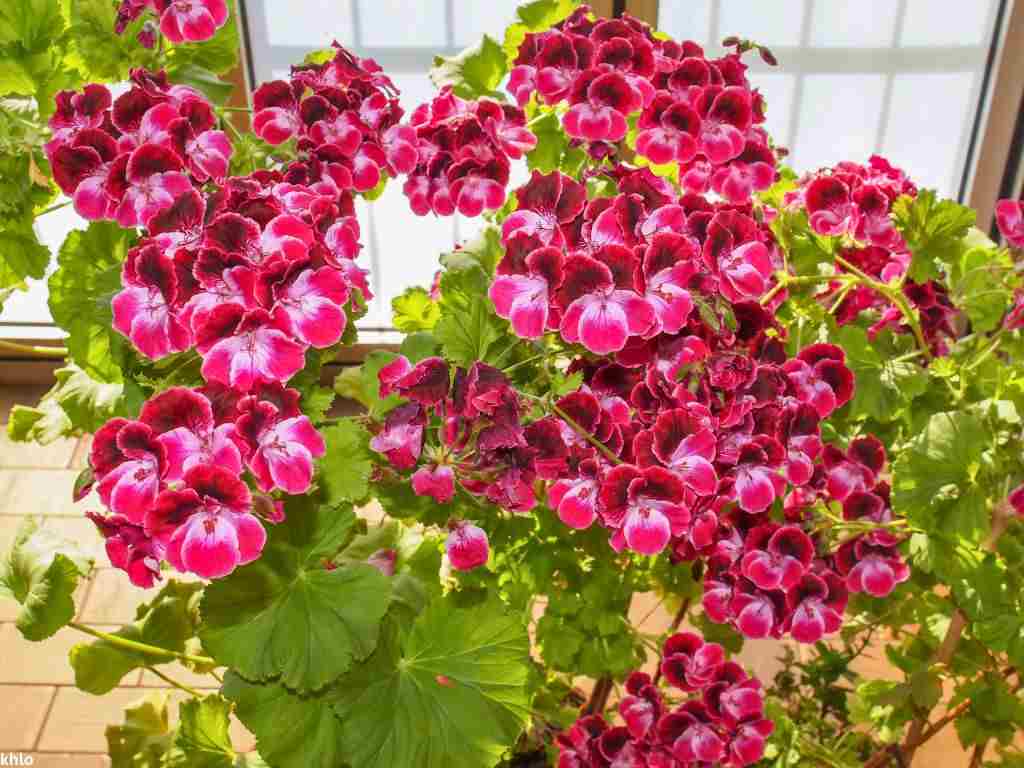 Geranium flowering plant